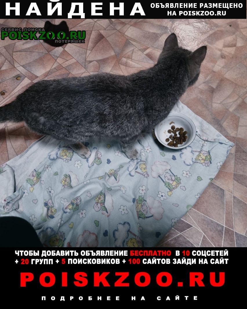 Ангарск Найдена кошка