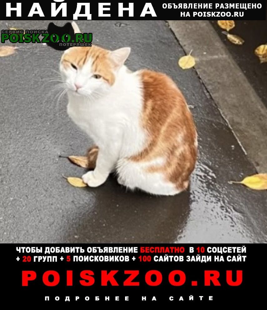 Москва Найдена кошка рыже-белый