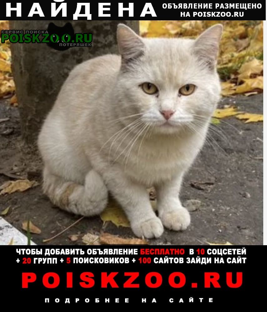 Найдена кошка или кот персиковый Москва