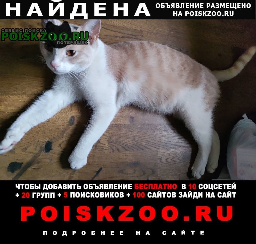Найден кот в нагатинском затоне. Москва