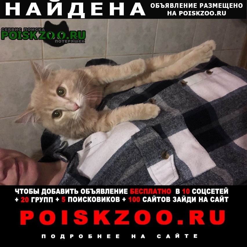 Найден кот персик Калининград (Кенигсберг)