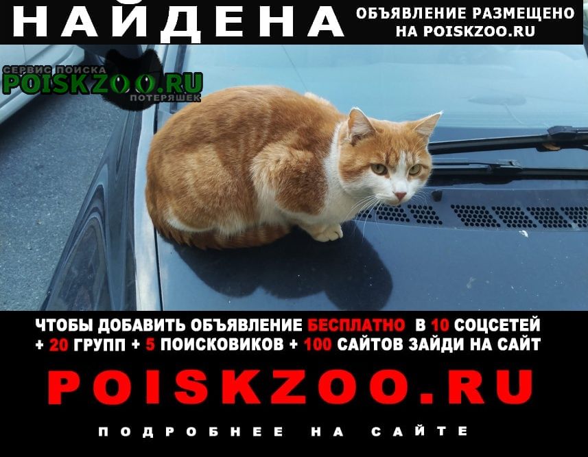 Найдена кошка домашняя кошка Ставрополь