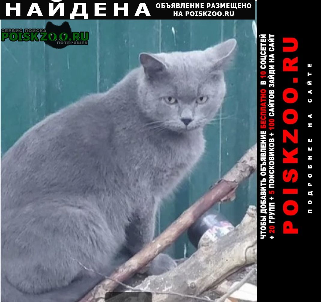 Найден кот серо-голубой Москва