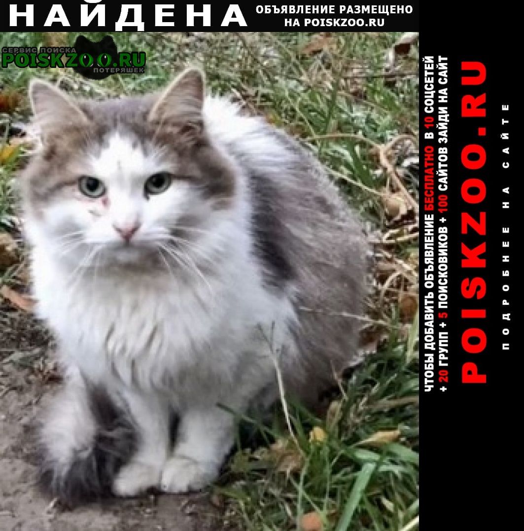 Найдена кошка пушистая Москва