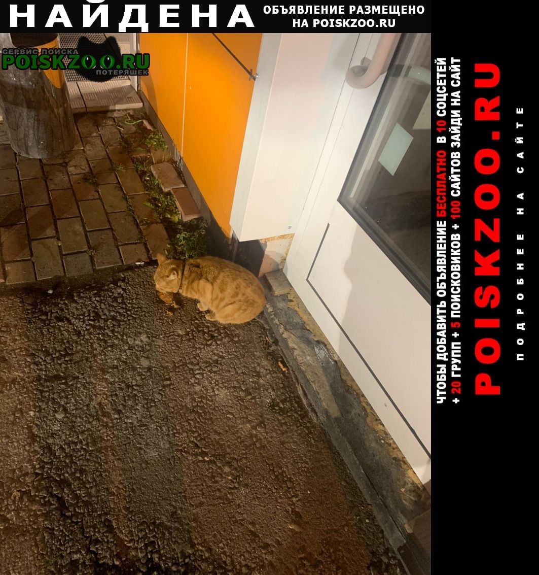 Найден кот рыжий Домодедово