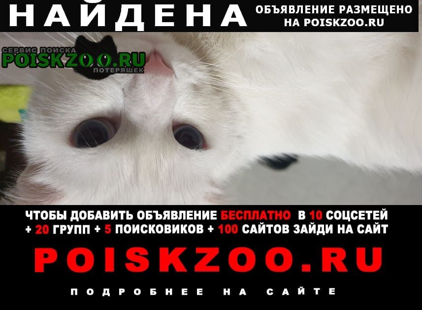 Найден кот на донецком море Донецк Донецкая обл.