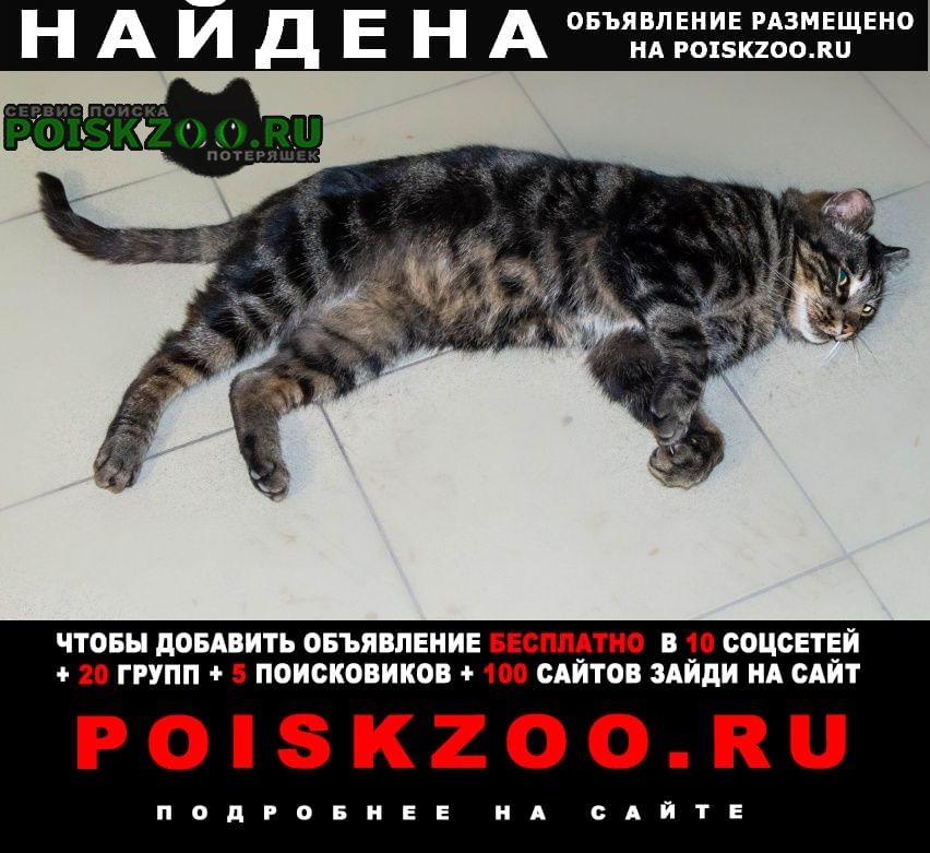 Найден кот домашний Благовещенск (Амурская обл.)