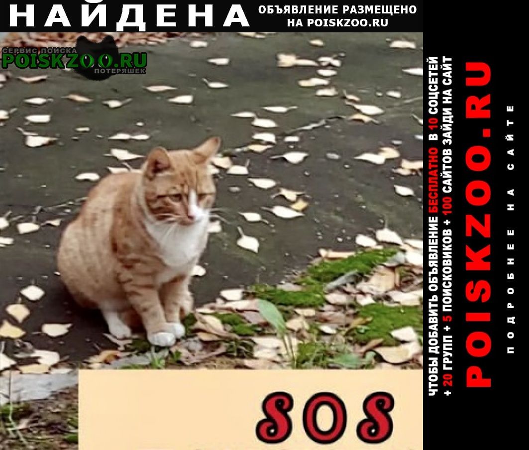 Найден кот рыжий Красногорск
