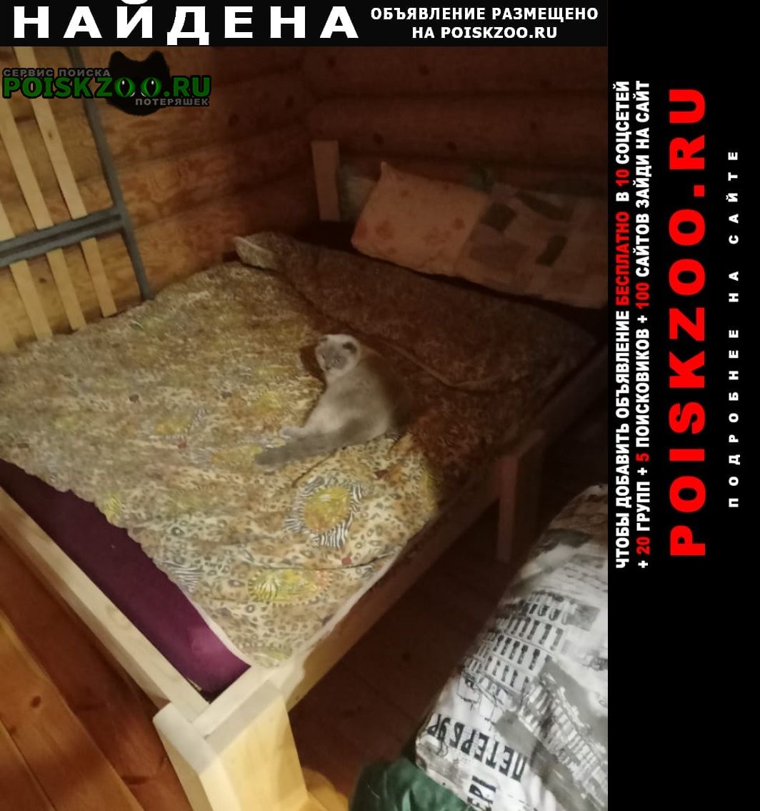 Найден кот Санкт-Петербург