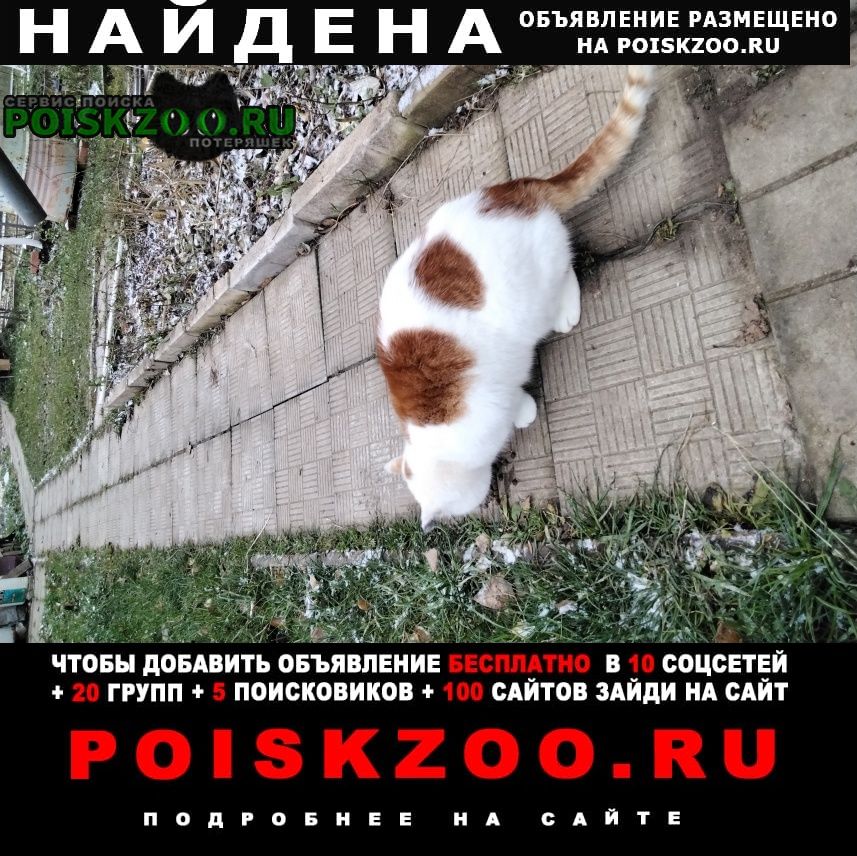 Найдена кошка Сергиев Посад