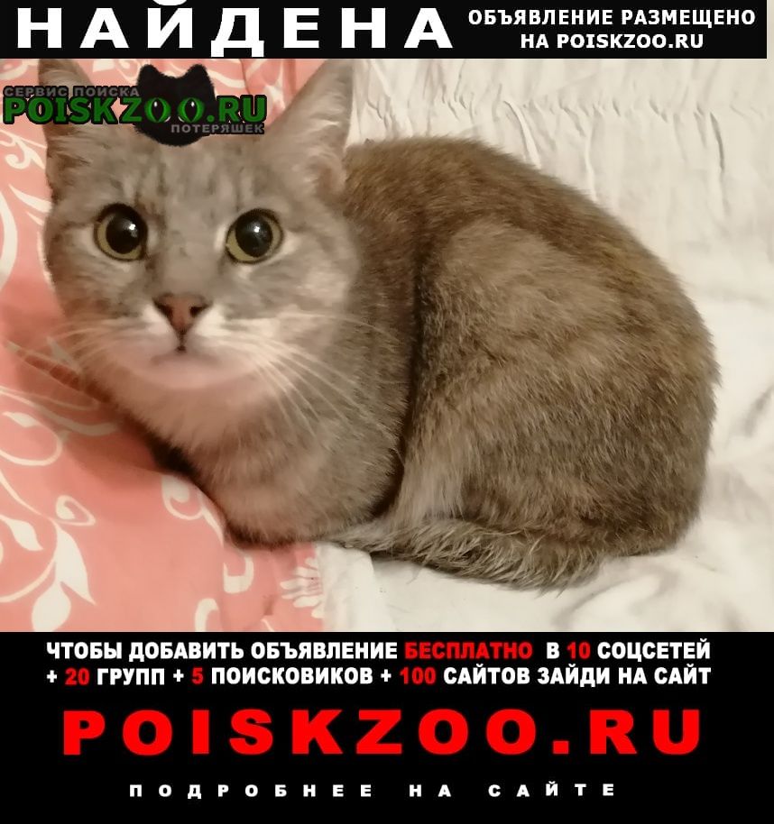 Найдена кошка ул. багрицкого Москва