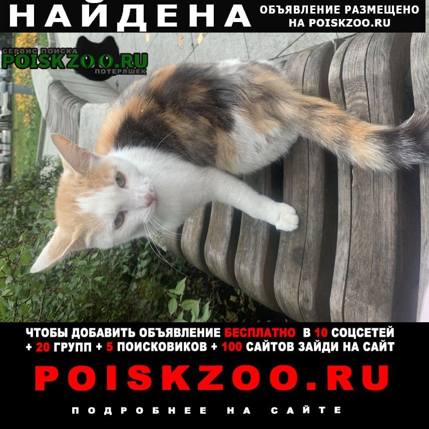 Москва Найдена кошка летом