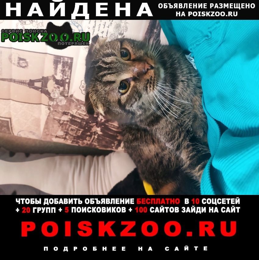 Найдена кошка Подольск