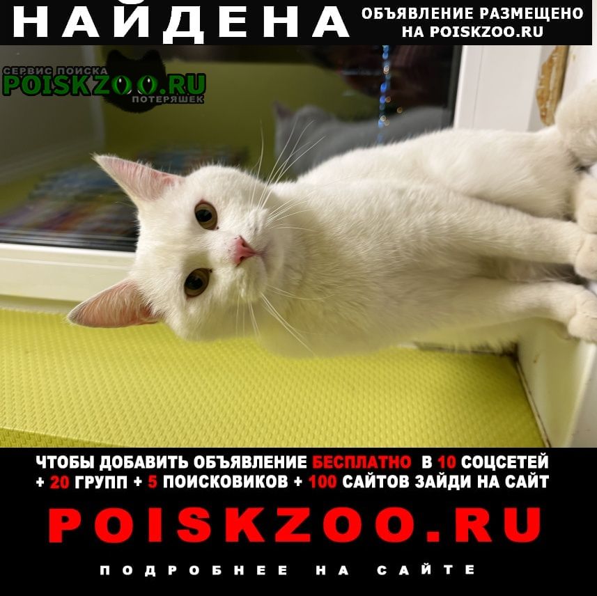 Найден кот Екатеринбург
