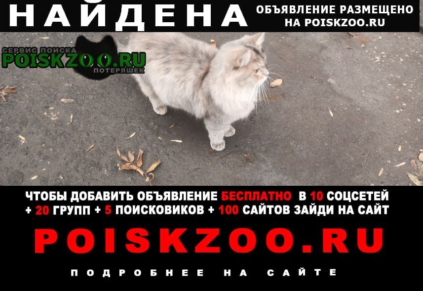 Найдена кошка похожа на невскую маскарадную Нижний Новгород