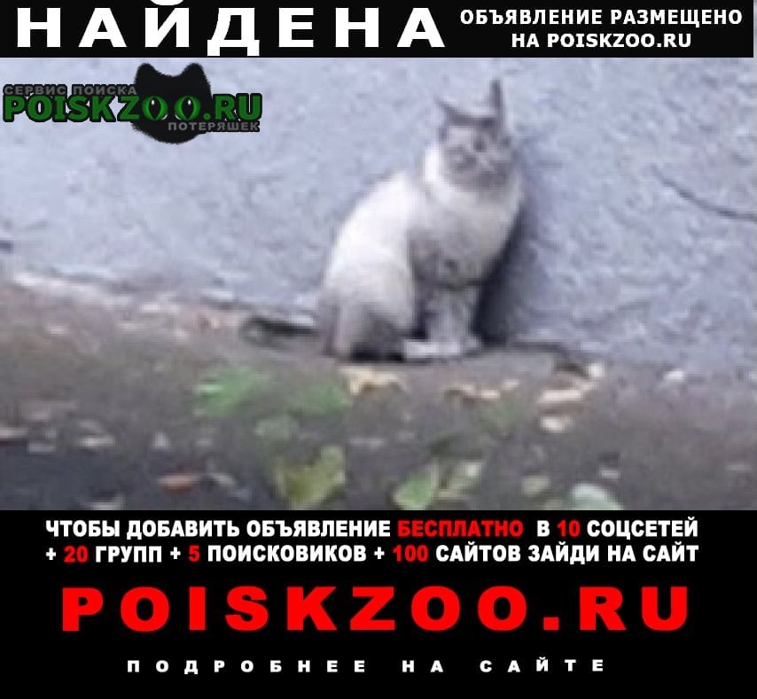 Найдена кошка или кот породистый Москва