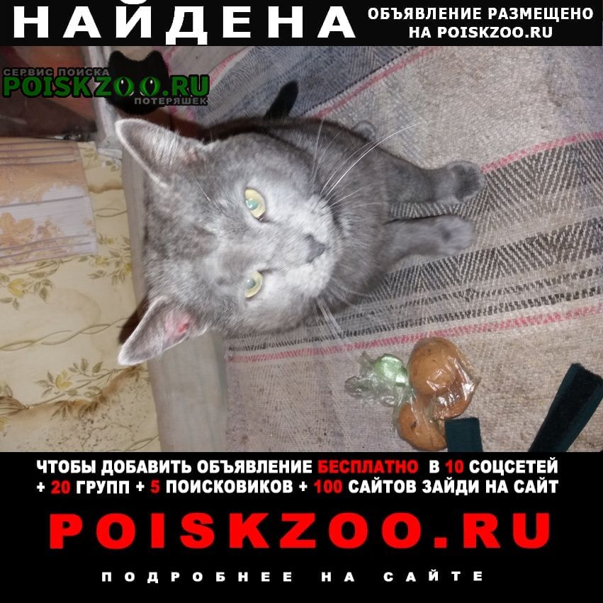 Найден кот британец серый крупный Екатеринбург