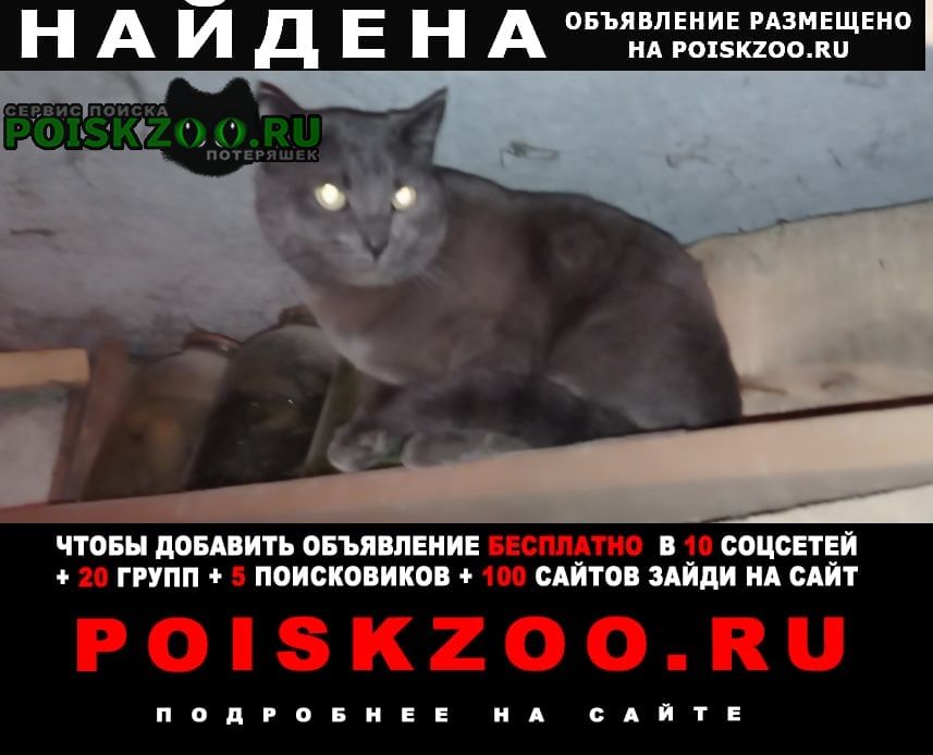 Найдена кошка Медведево