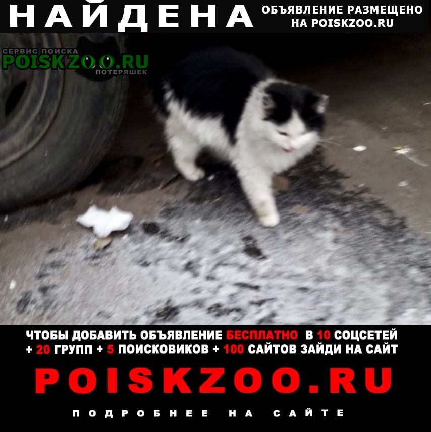 Найдена кошка -подросток Москва