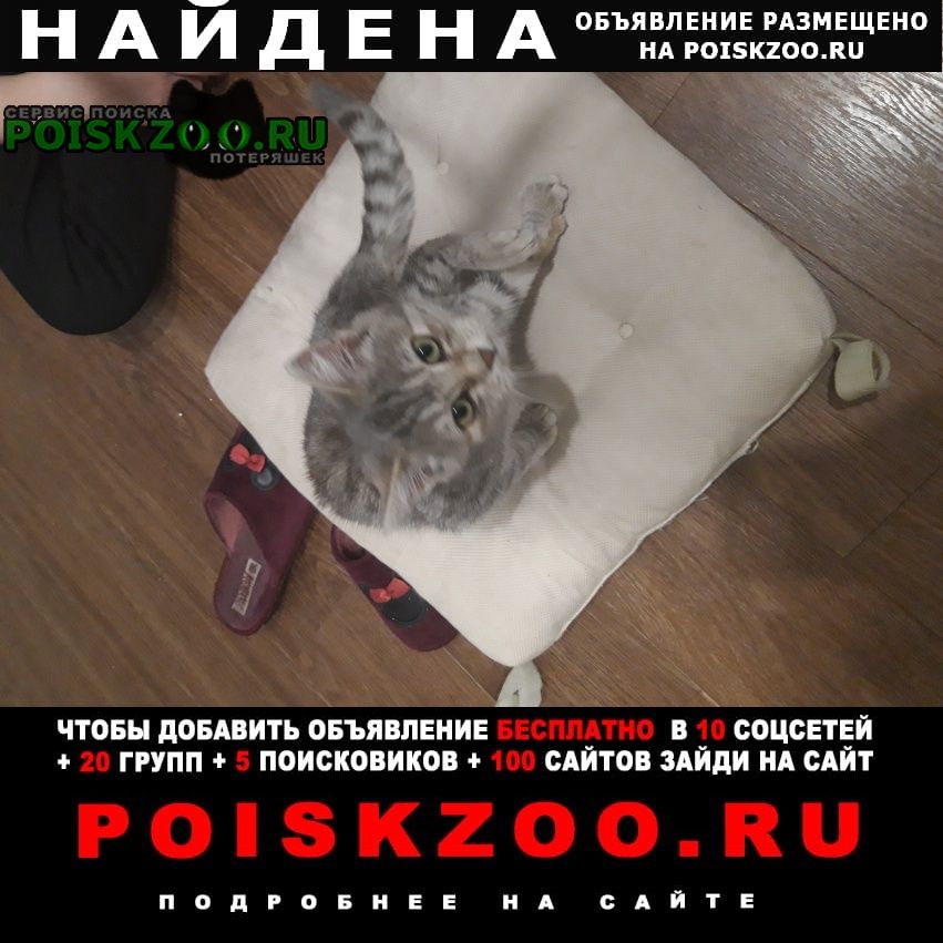 Найден котёнок Ростов-на-Дону