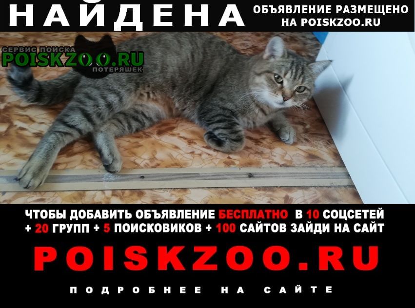 Ростов-на-Дону Найдена кошка
