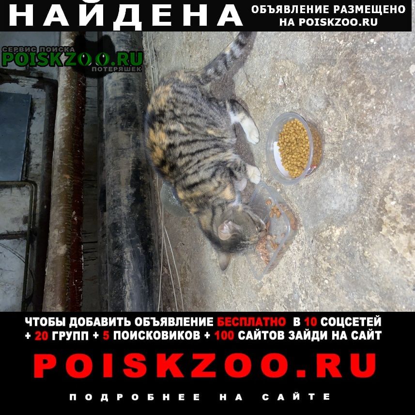 Найдена кошка трехцветная кошка Санкт-Петербург