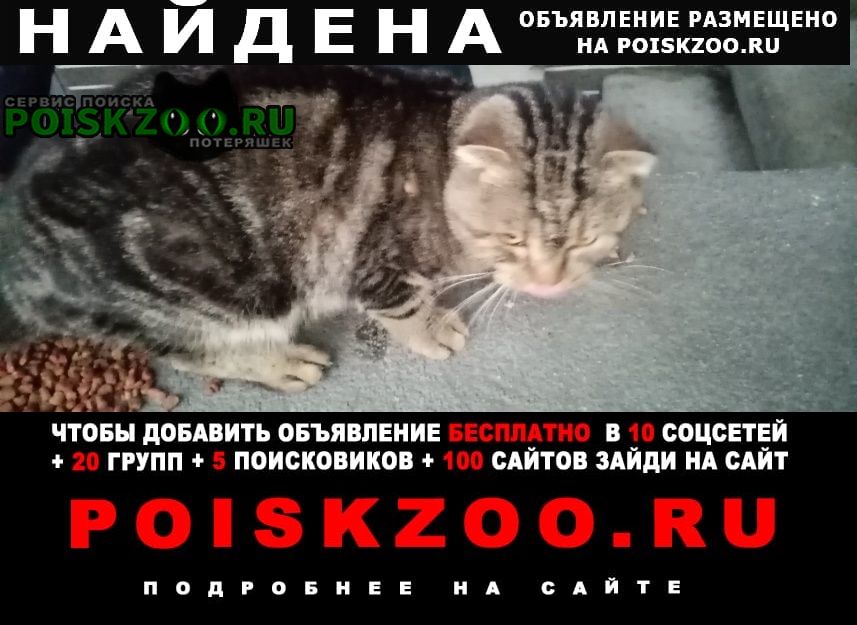 Найден кот Калининград (Кенигсберг)