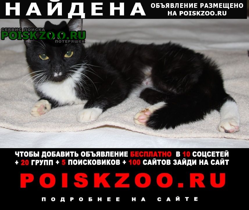 Москва Найдена кошка маркиза ищет новый дом