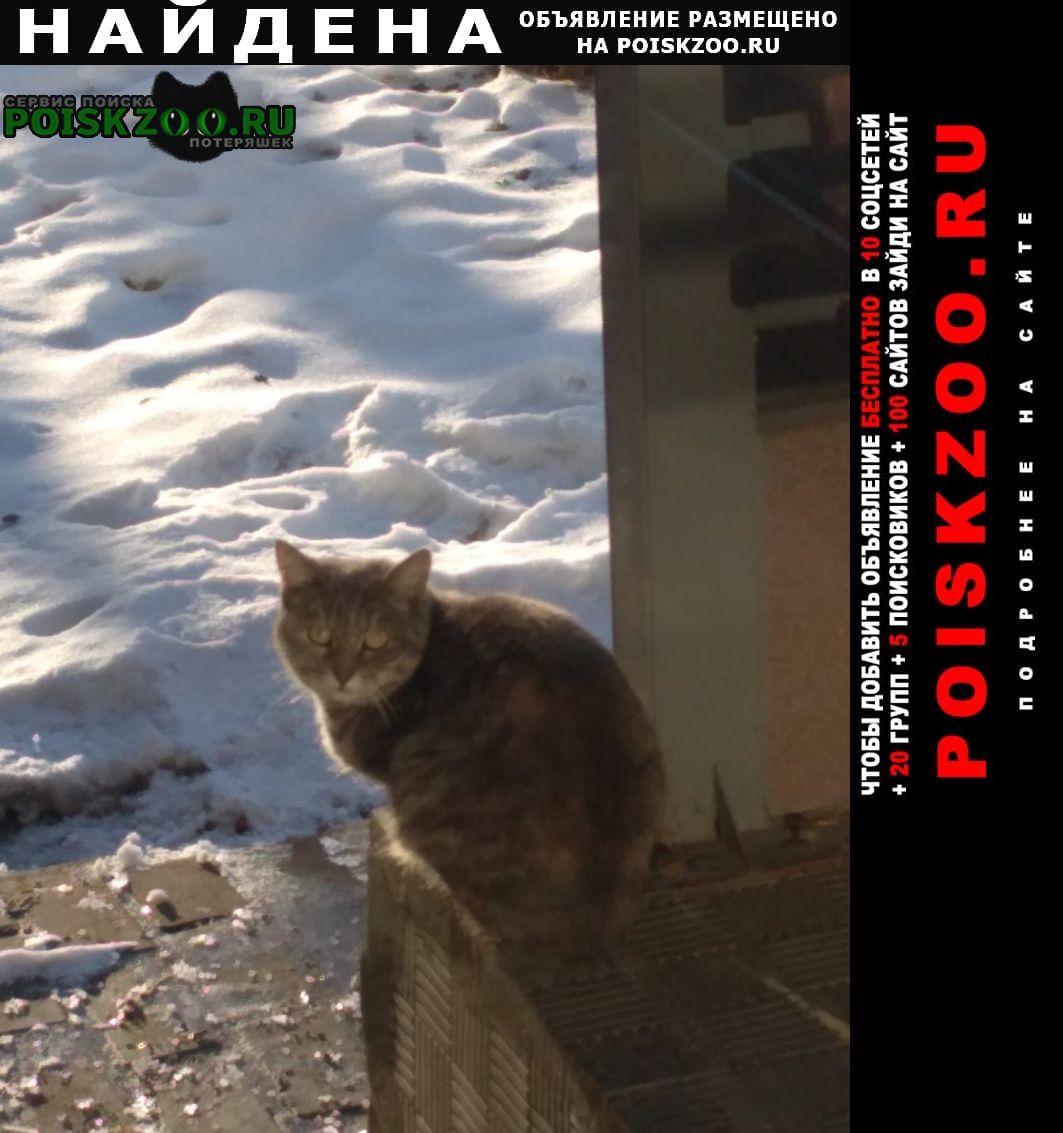 Москва Найдена кошка. район южнопортовый.
