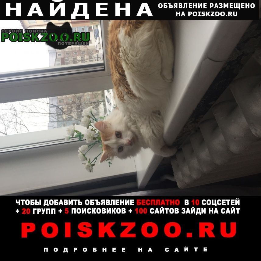 Южно-Сахалинск Найден кот сибирский кот метис возраст примерно 1 г