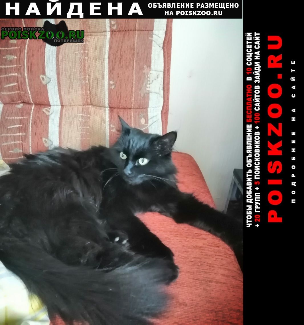 Москва Найдена кошка район ховрино. черная кошка