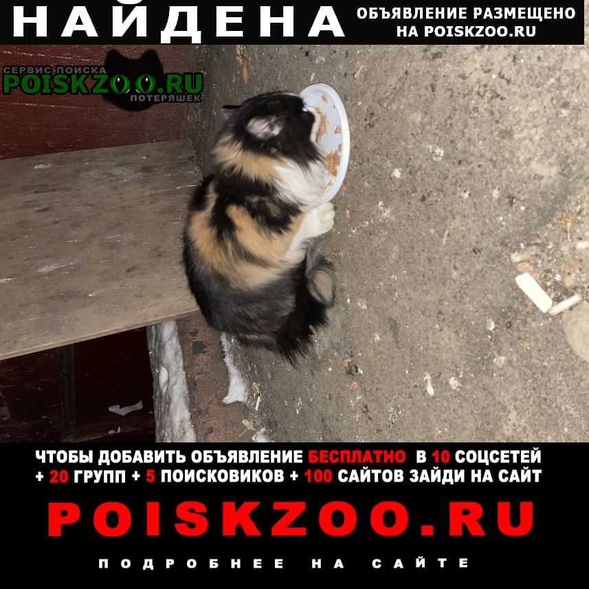 Найдена кошка алексеевская Москва