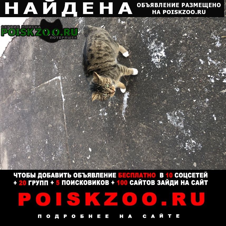 Найдена кошка курильский бобтейл Москва
