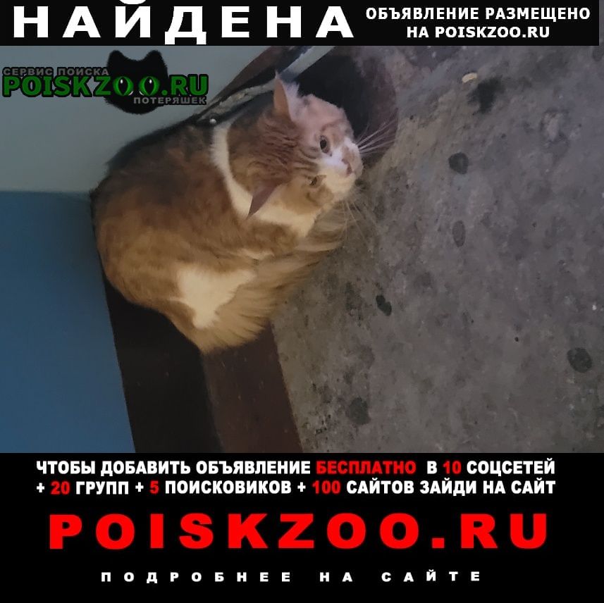 Найдена кошка комсомольская 30 подъезд 1. Норильск