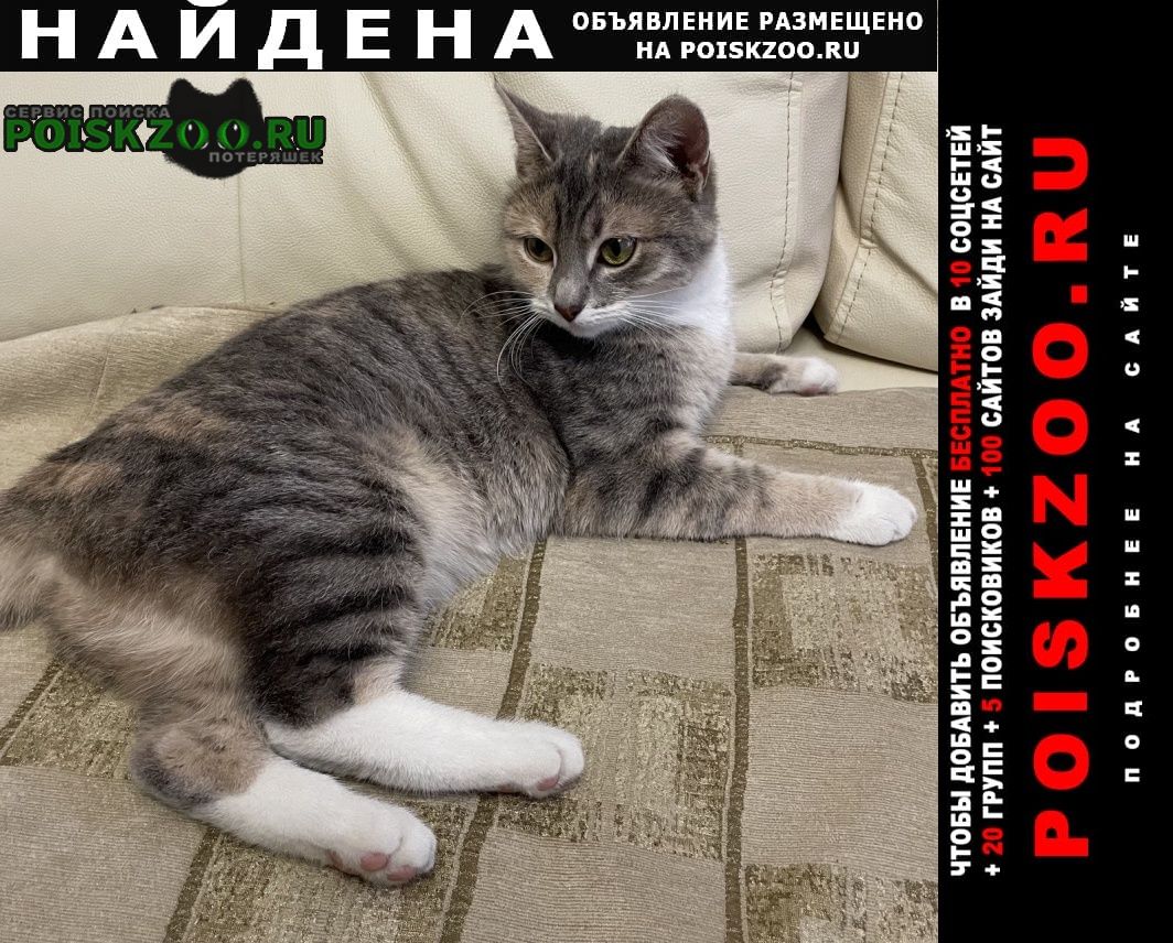 Найдена кошка. лефортово. Москва