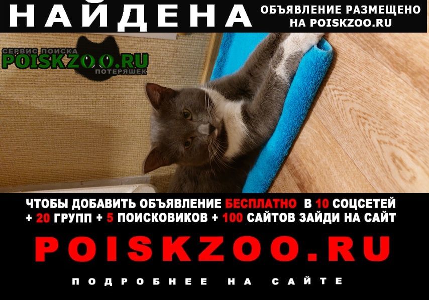 Найден кот молодой серый кот Благовещенск (Амурская обл.)