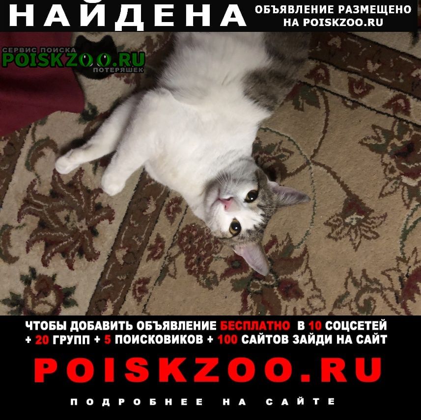 Найден кот на ул инициативная д6 корп 2 Москва