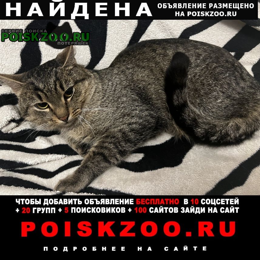 Найден кот Ярославль