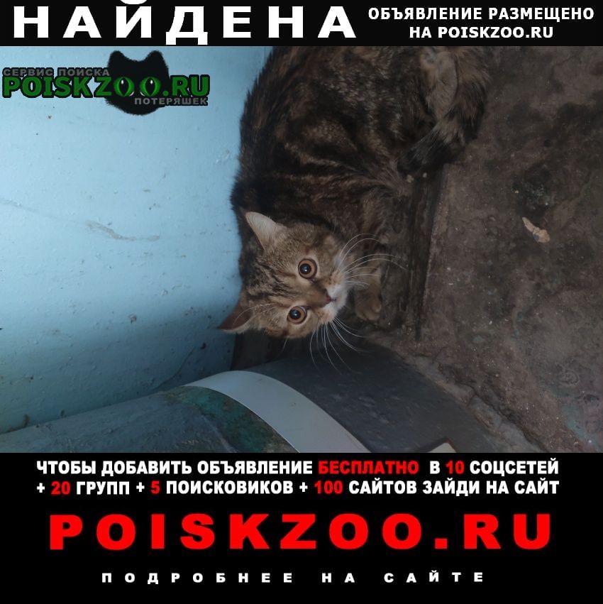 Нижний Новгород Найдена кошка