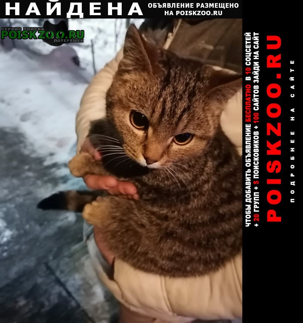 Найден кот - котенок 5-7 месяцев Михайлов
