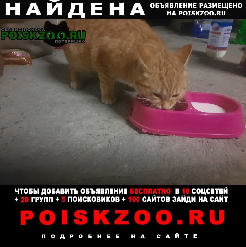 Батайск Найдена кошка