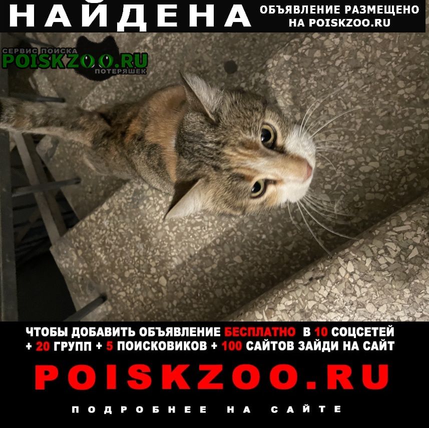 Найдена кошка район сабуртало Тбилиси