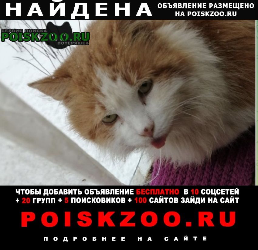 Найден кот рыже-белый Москва