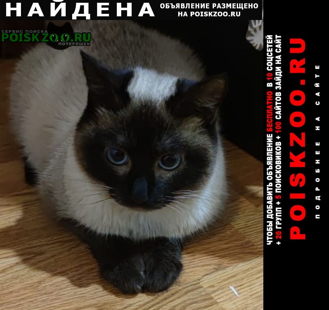 Найден кот тайский или сиамский окрас Москва