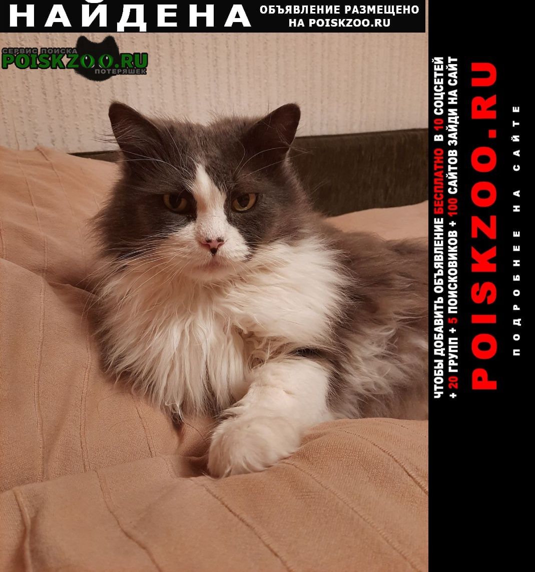 Найден кот Ростов-на-Дону