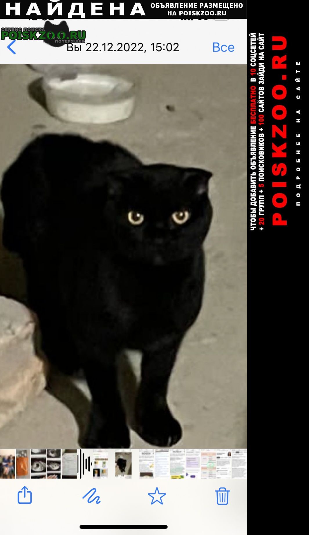 Найдена кошка черная кошечка Солнечногорск