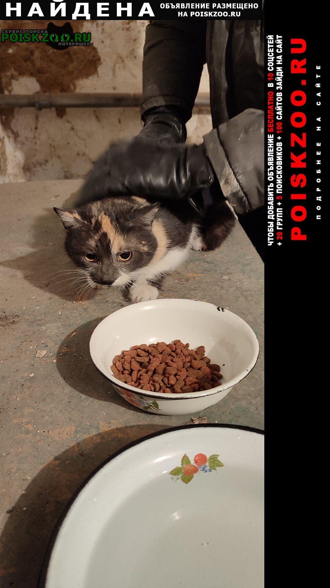 Найдена кошка в районе каменки Ростов-на-Дону