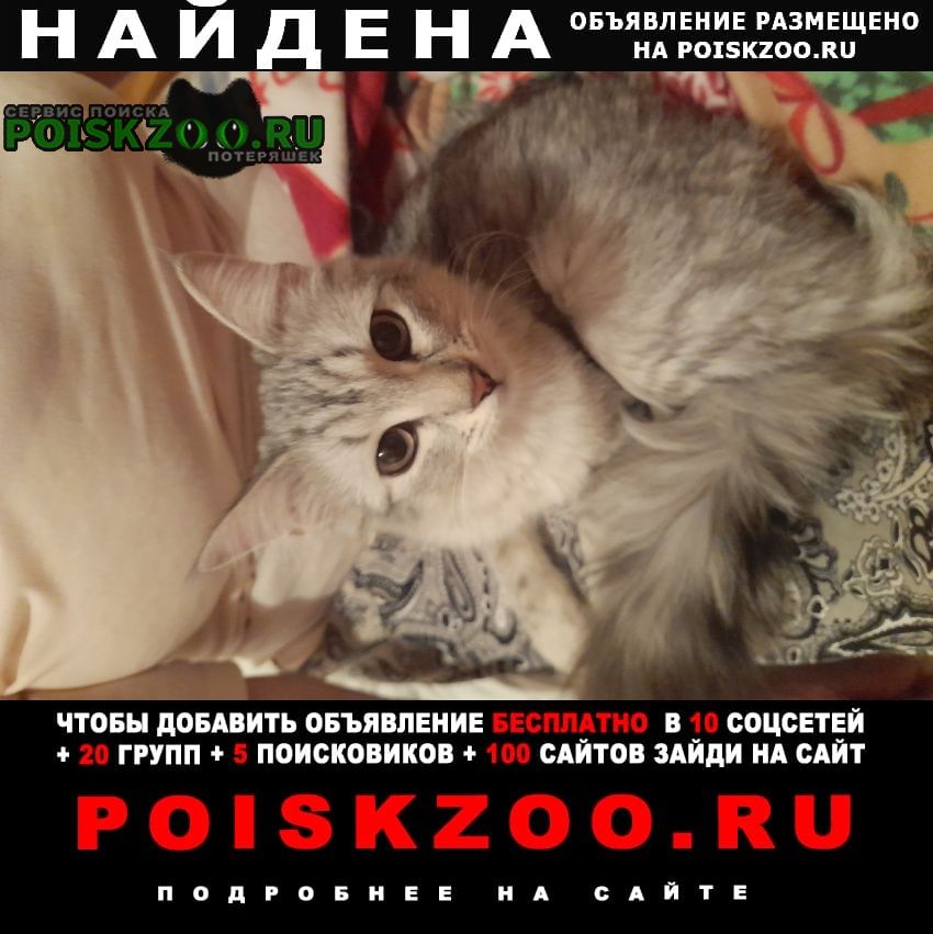 Найдена кошка серая породистая Пушкино