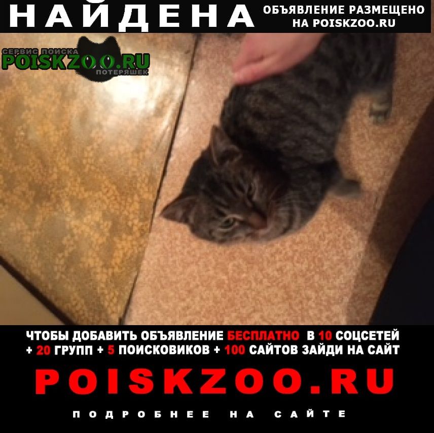 Москва Найден кот байкальская ул.