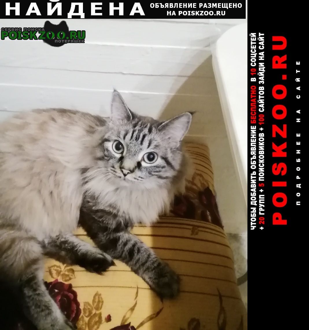 Найден кот 10 января 2023 в районе телец Чита